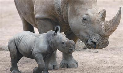 Rhino Hamilton Zoo